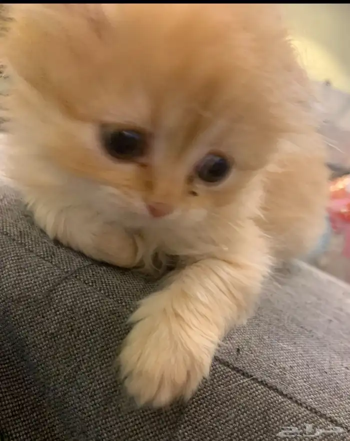 للبيع كتن انثى اليفة حدا 0