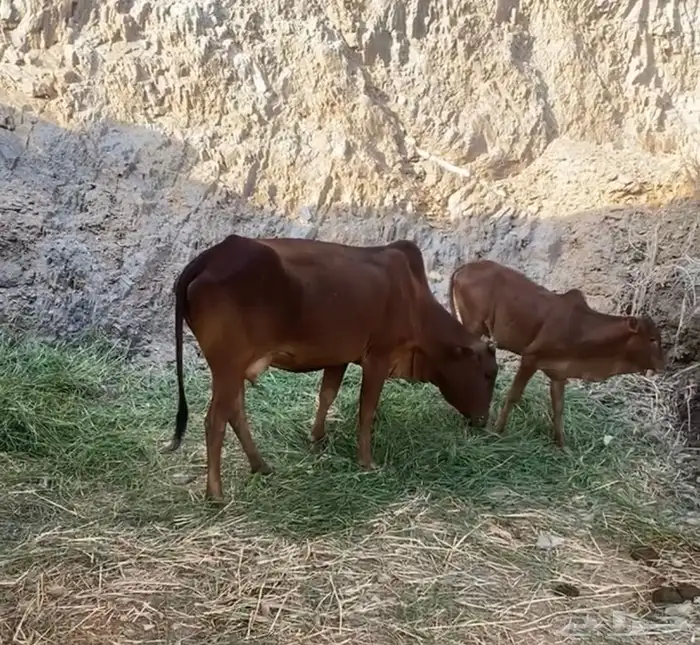 بقره رباع دافع في 6 شهور يتبعها عجله 0