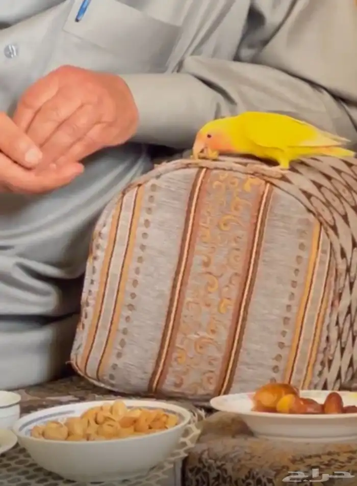 طيور روز 1