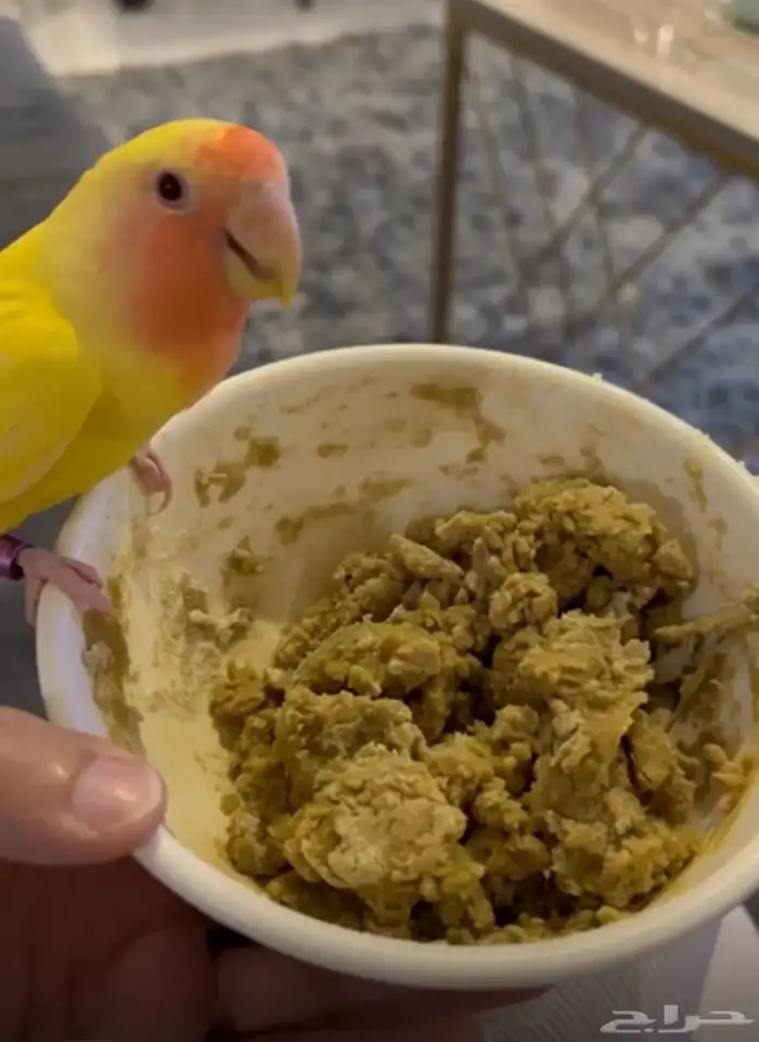طيور روز 0