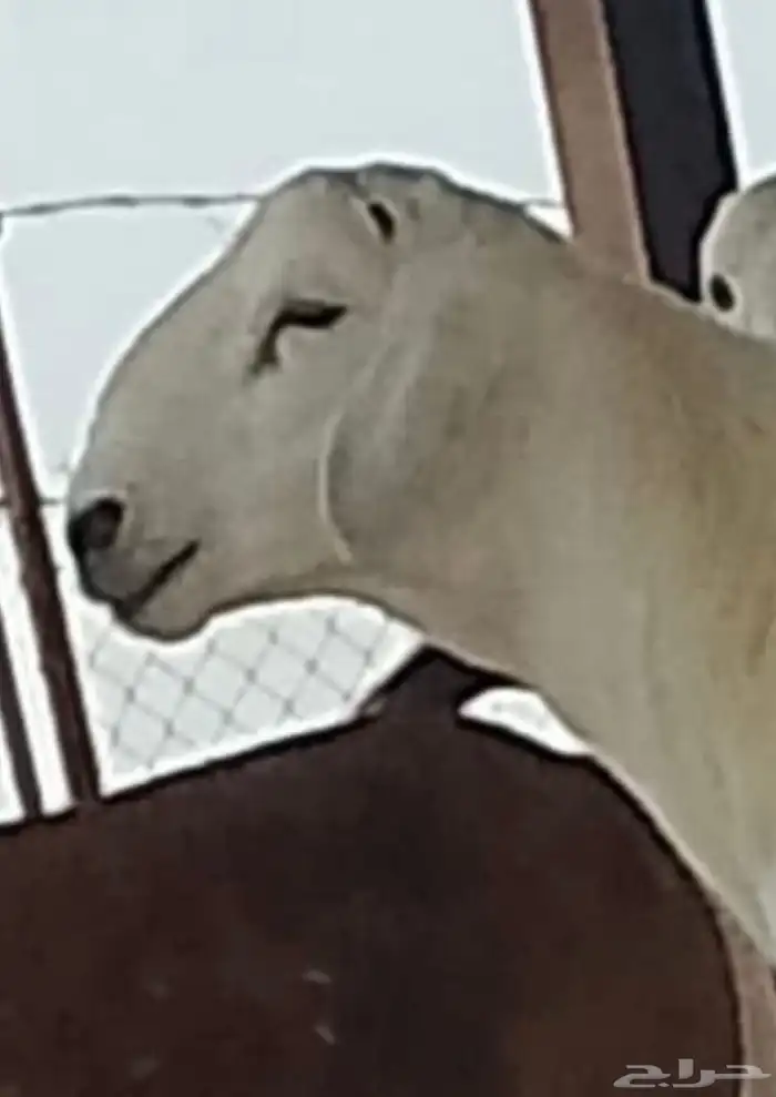 خروف مشروع فحل 0