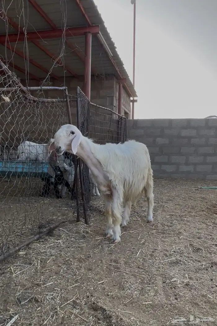 مشروع فحل نجدي ( عيسي ) 0