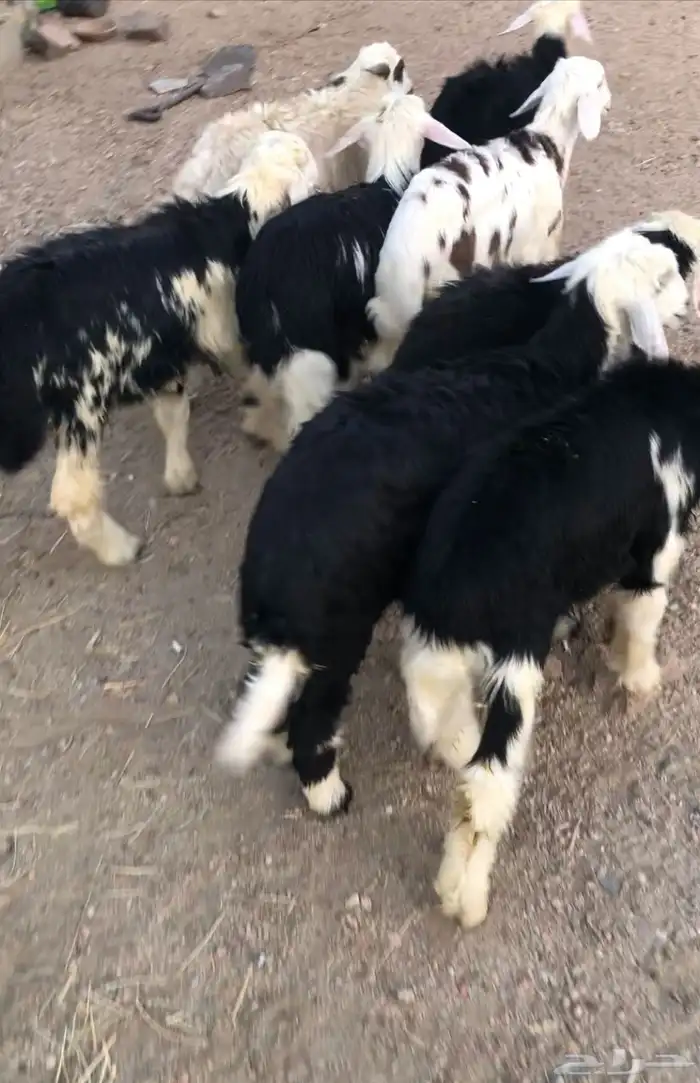 بهم نجدتم البيع خارج الموقع الله يبارك لراعيه 2