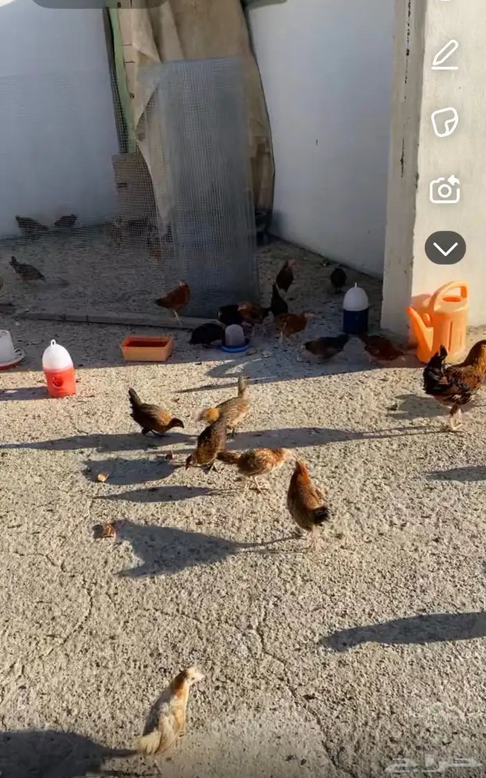 دجاج بلدي العمر شهرين ونص صحه جيده شرط 0