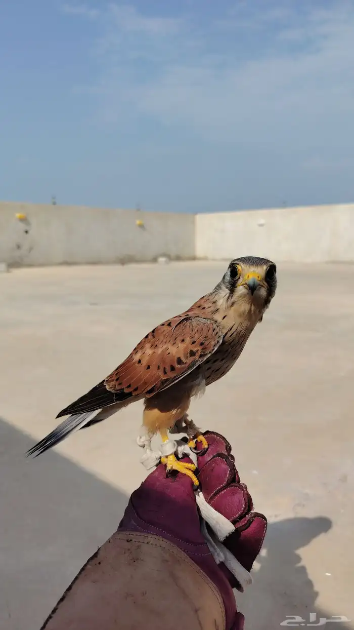 شبوط مدرب 0