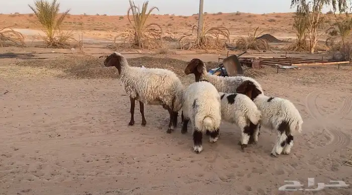 2نعيم معهن 3 0