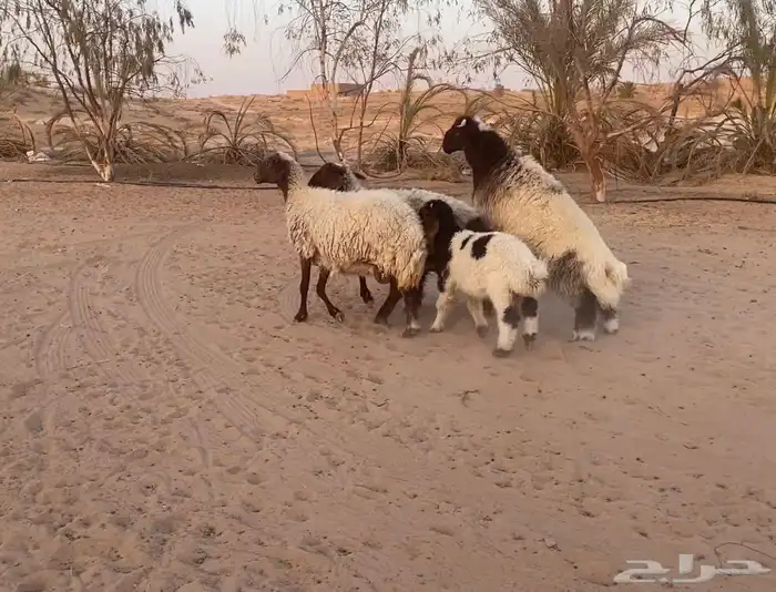 2نعيم معهن 3 3