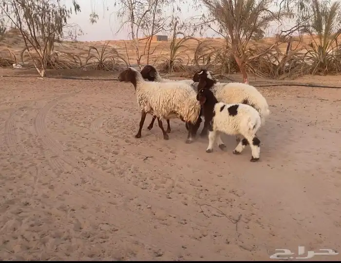 2نعيم معهن 3 4