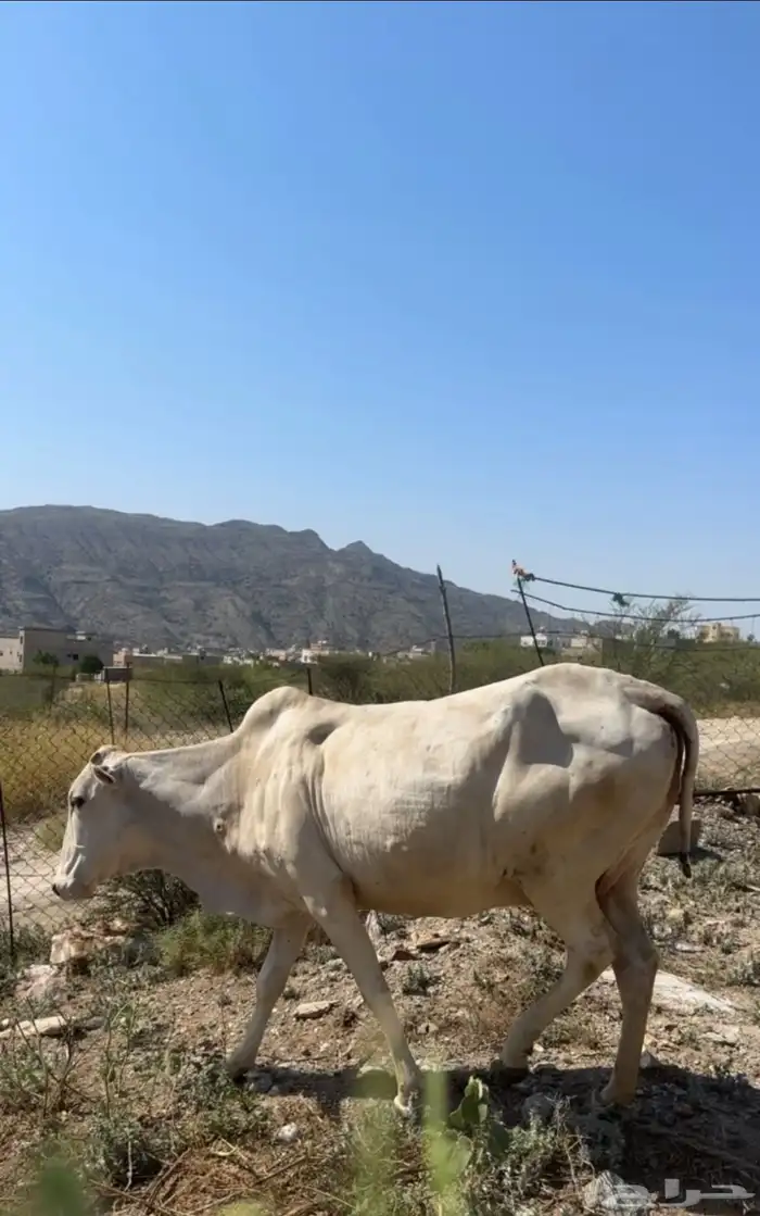 بقر للبيع 0
