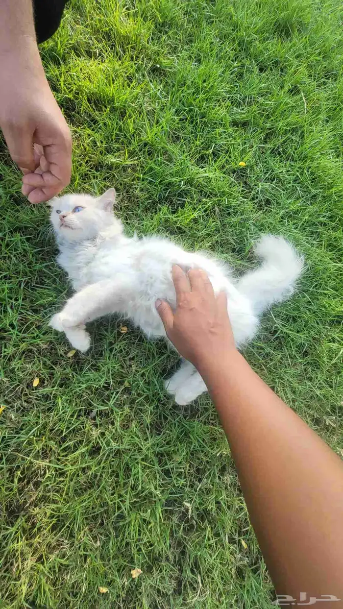 قطه لبيع نظيفه وحلوه 1