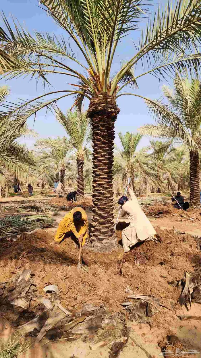 نخل للبيع 3