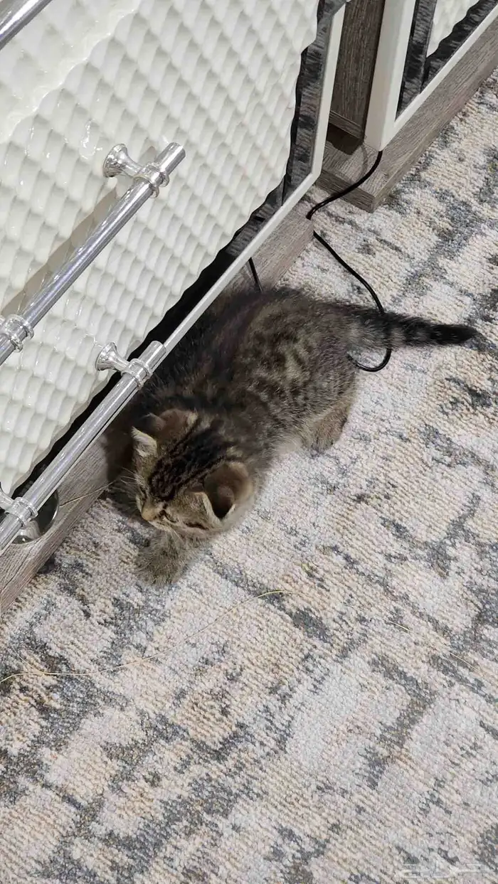 قط سكوتش فولد لعوب 1