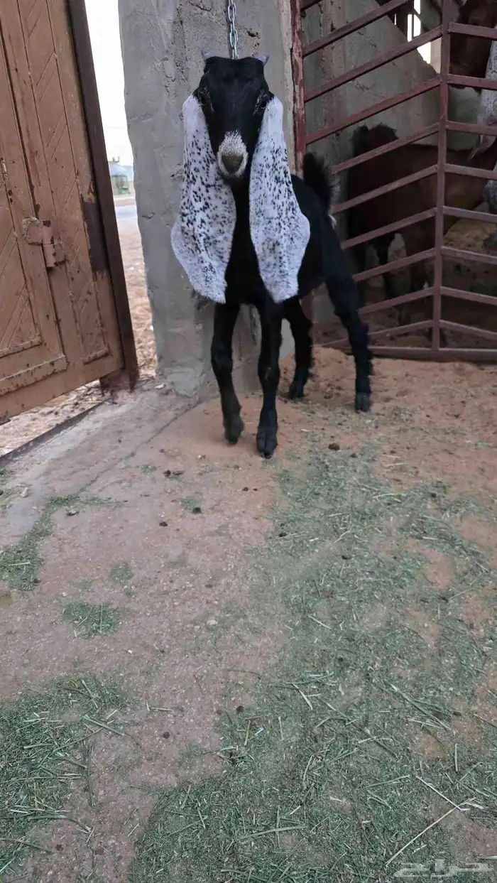 جفرة 2