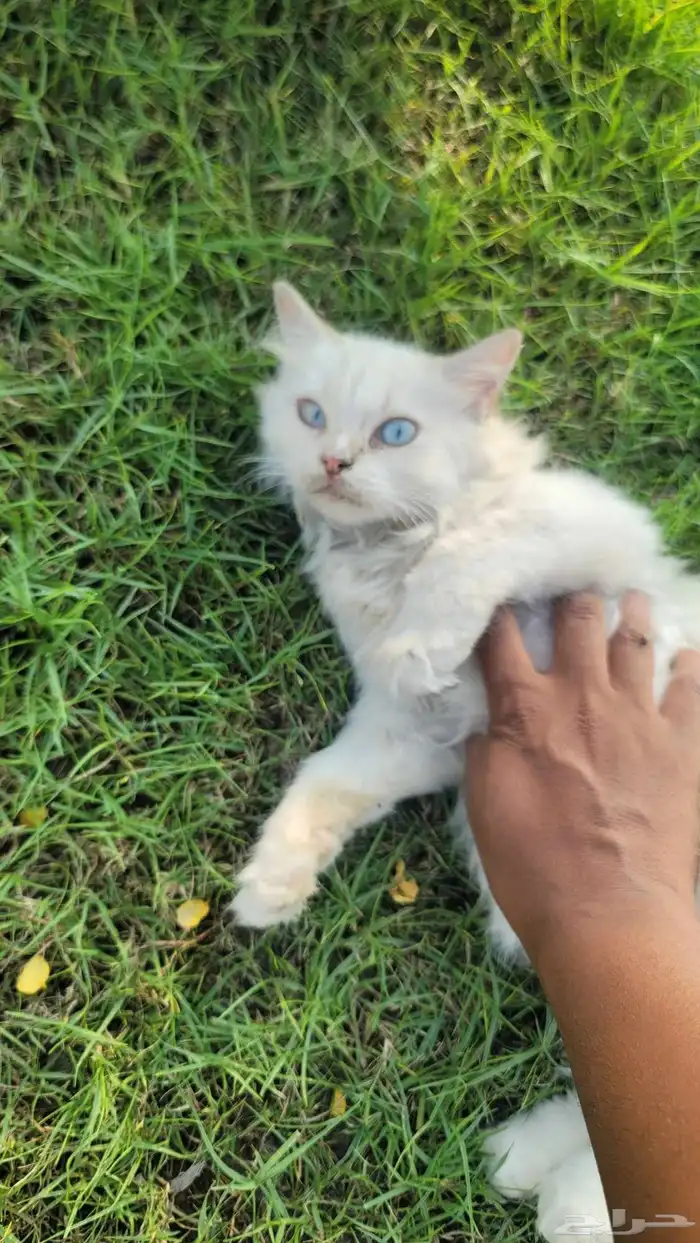 قطه لبيع نظيفه وحلوه 0