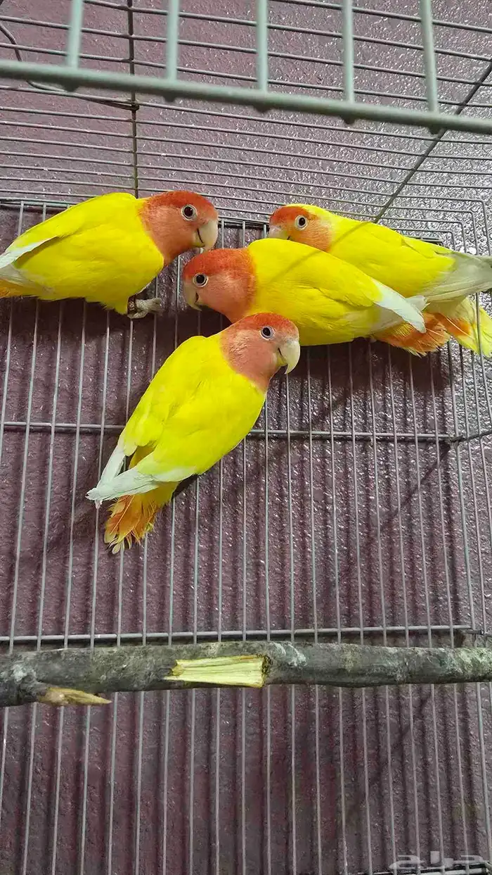 روز عيون حمر للبيع 1