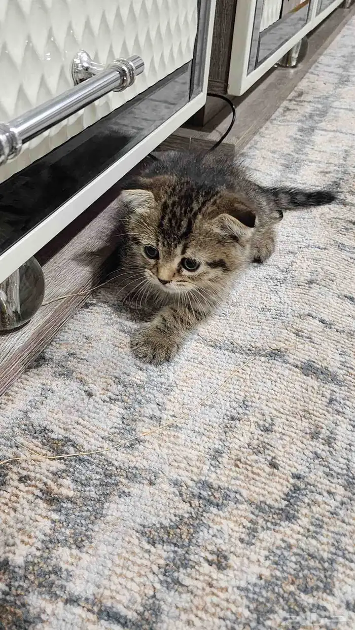 قط سكوتش فولد لعوب 2