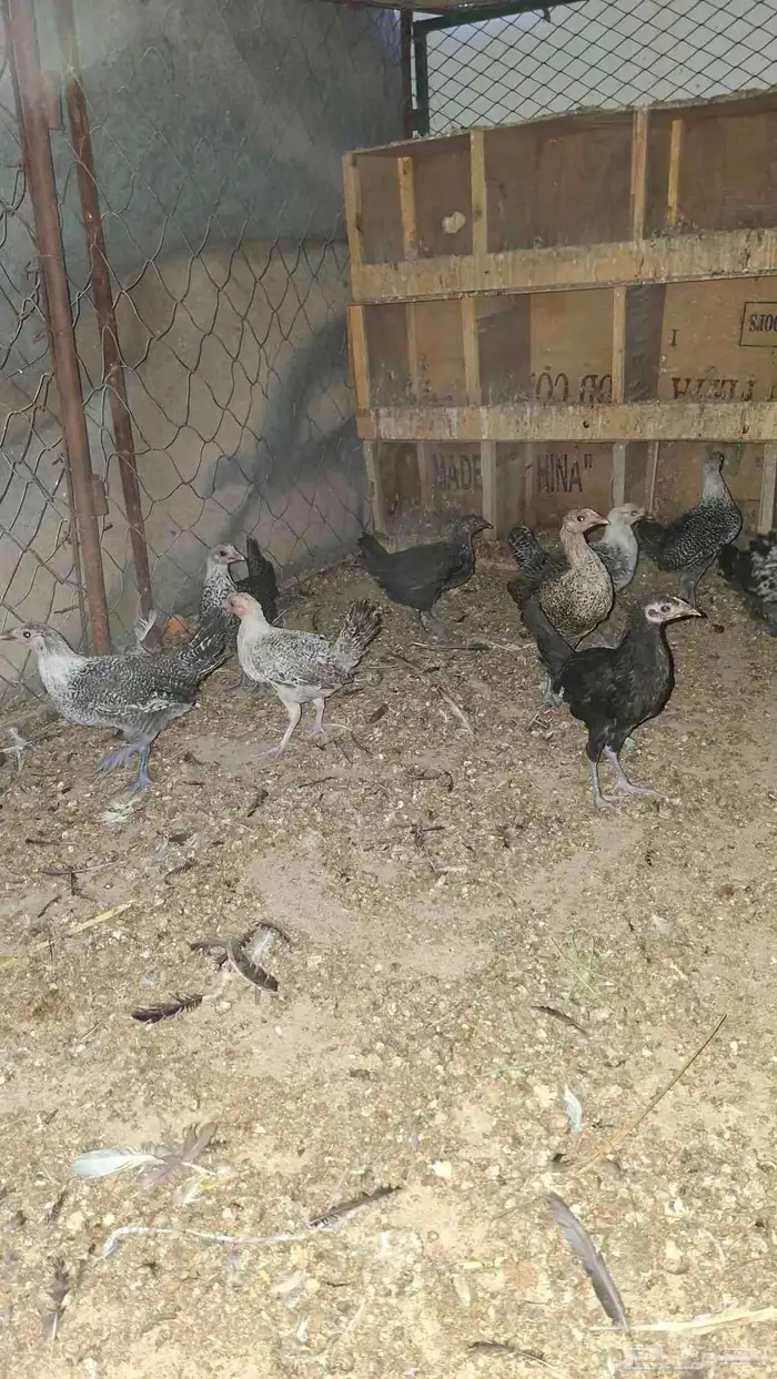 فروج للبيع 2