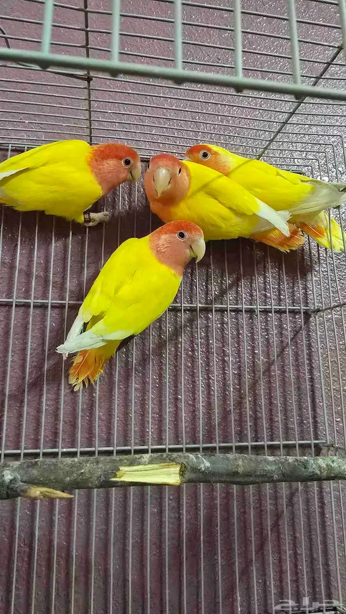روز عيون حمر للبيع 0