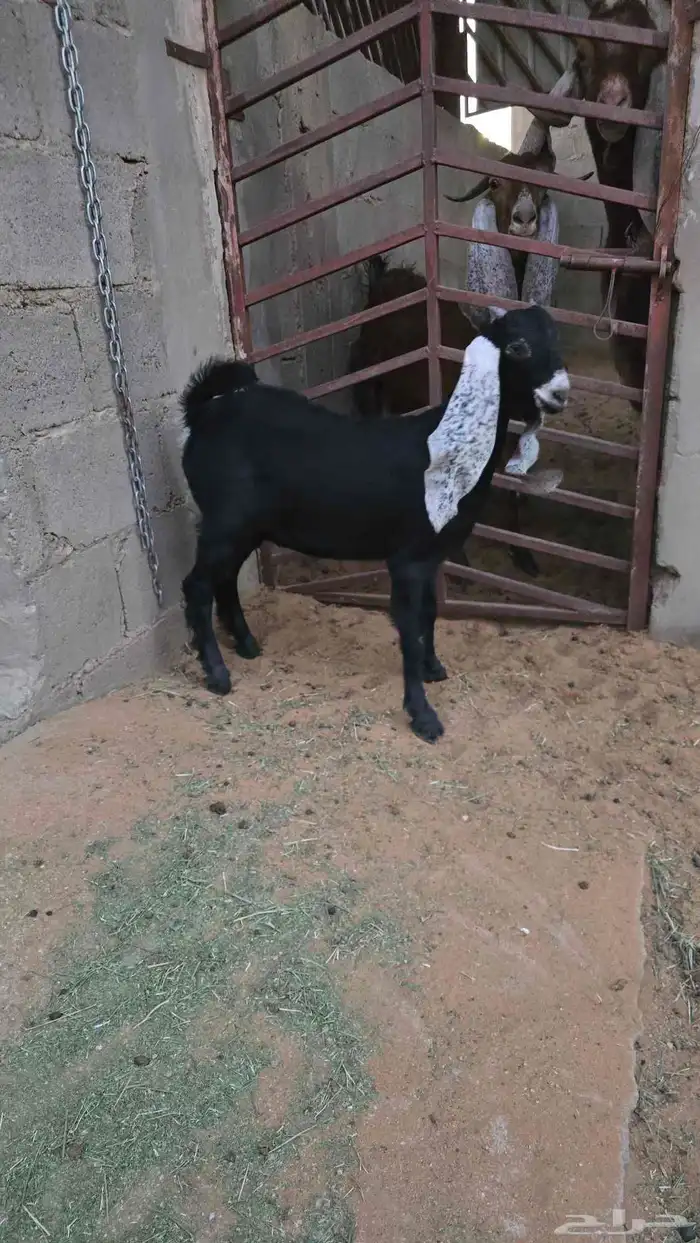 جفرة 3