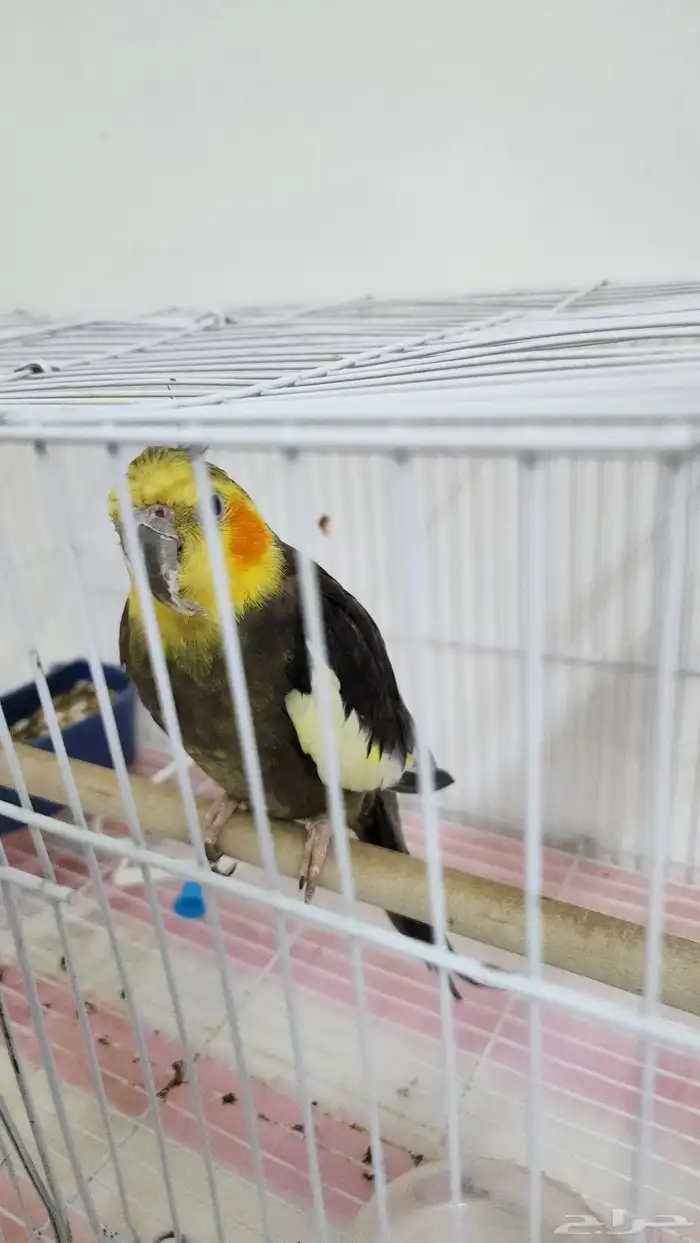 ببغاء كروان 2