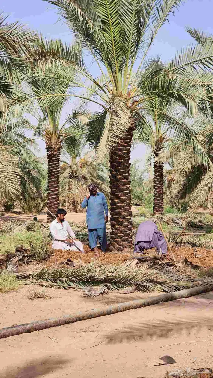 نخل للبيع 0
