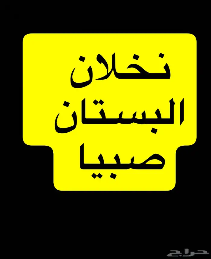 نخلان البستان صبيا درة سحبان 0
