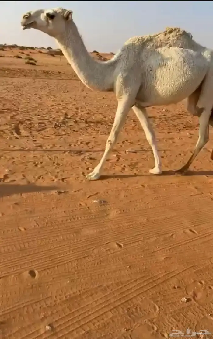 بكره. حقه 3