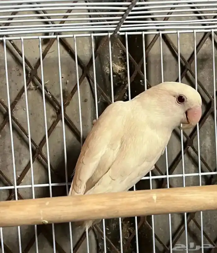 سلام اعرض لكم انثى روز 0