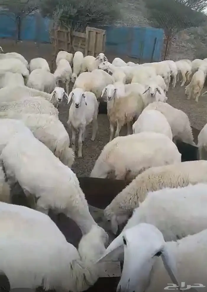 رخال العدد 230 0