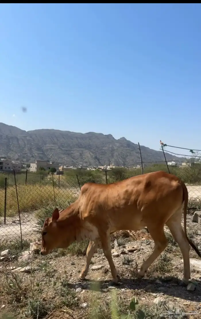 بقر للبيع 1