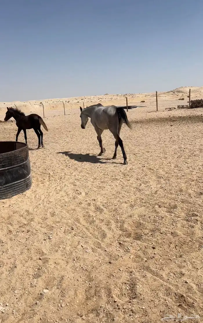 خيول للبيع شعبيات عربيات 1