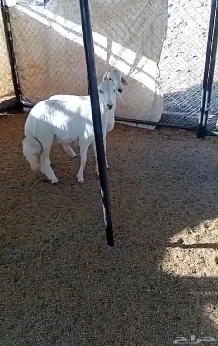 خروف ورخل 0