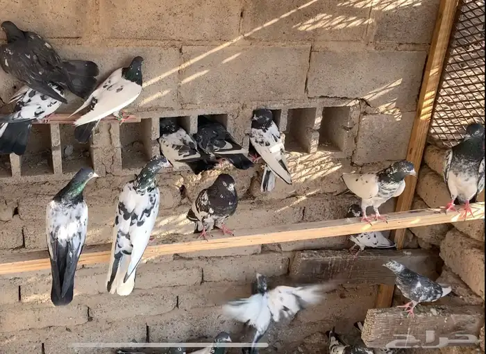 مجموعة حمام باكستاني 11