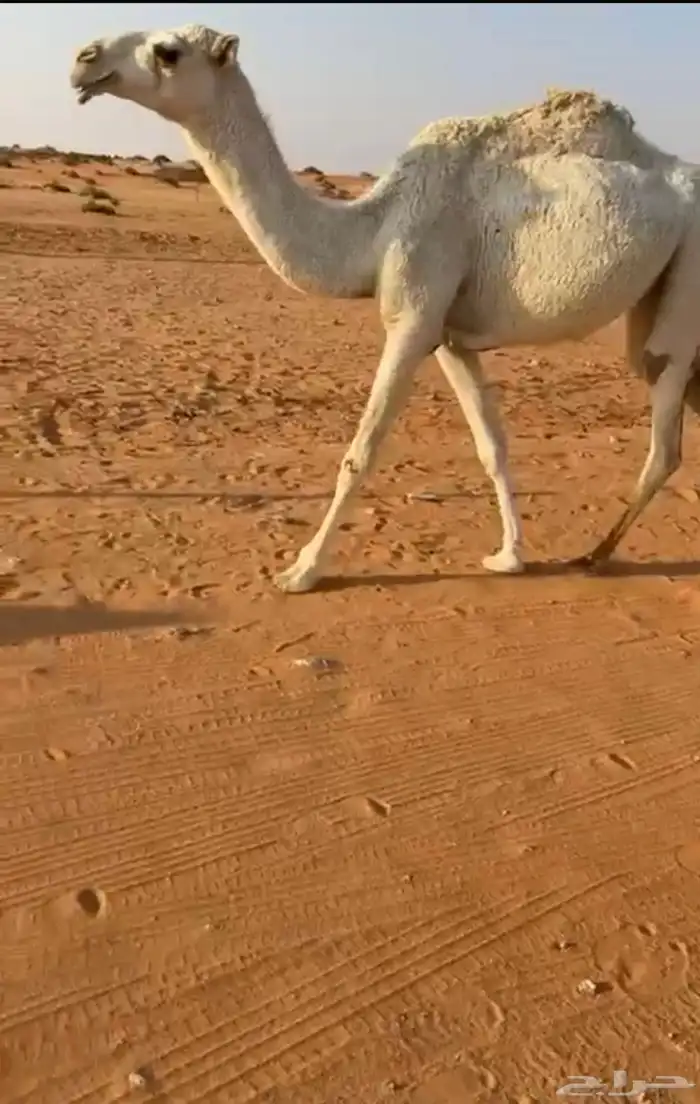 بكره. حقه 0