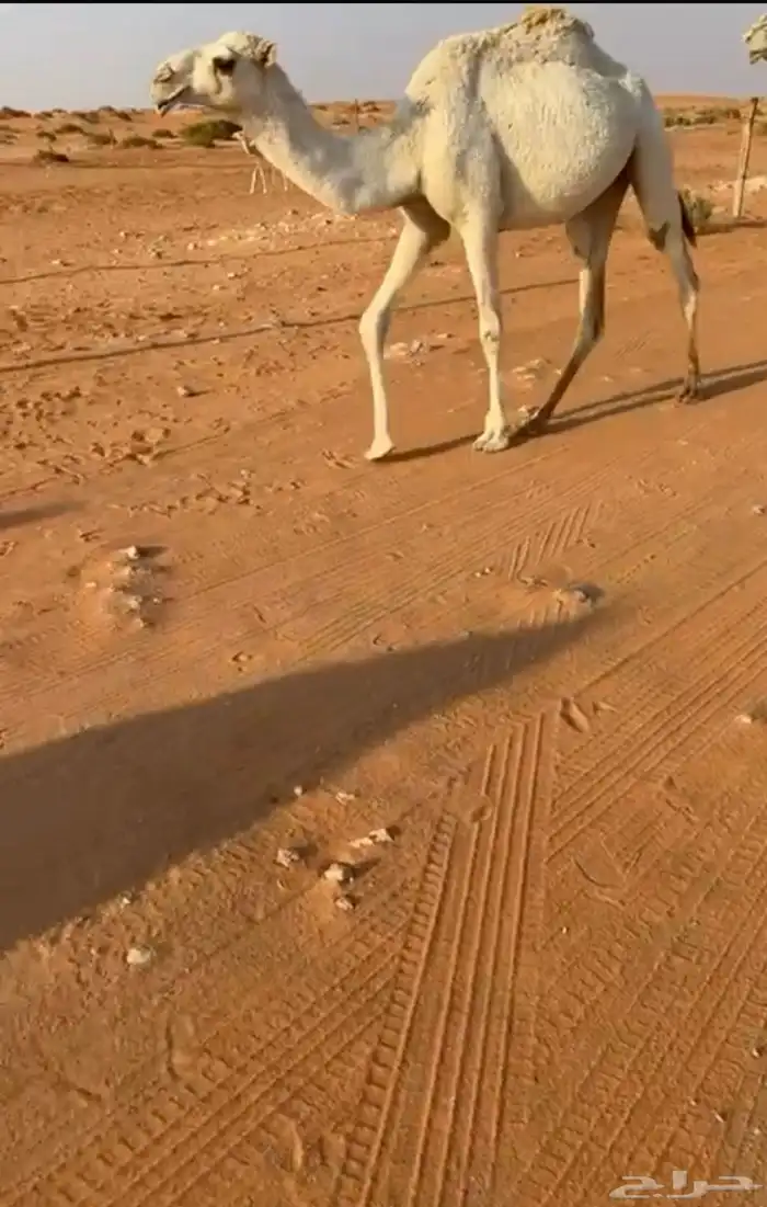 بكره. حقه 2