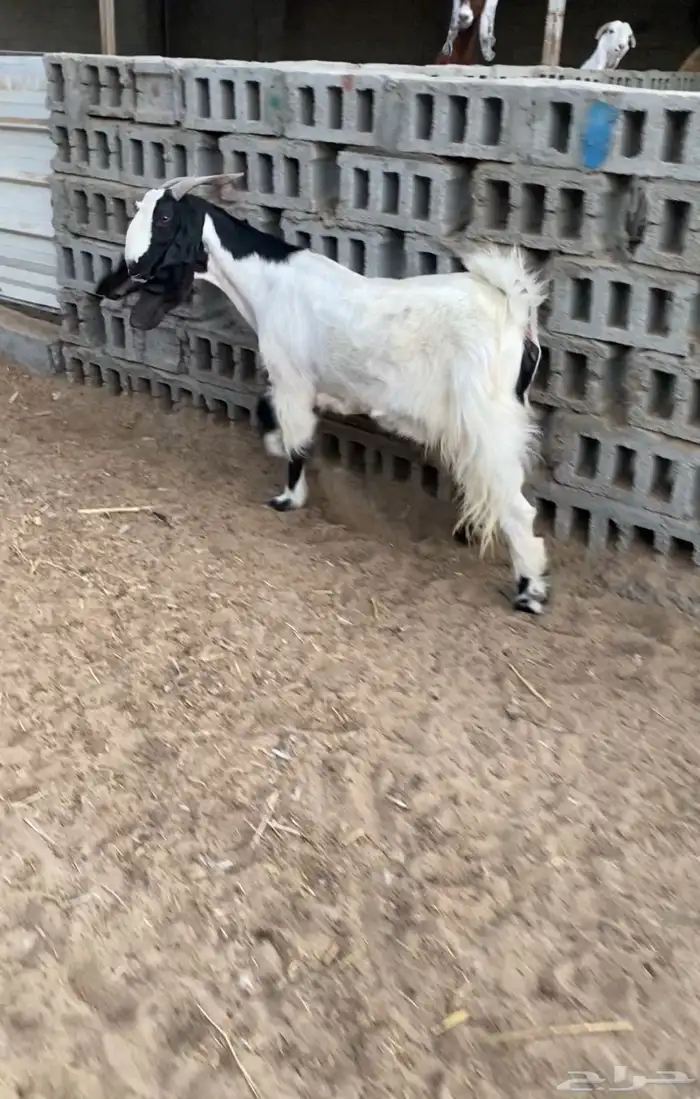 ماعز مطوره 1
