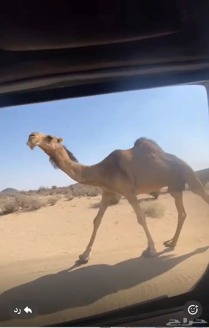 ضروبة باكستانية كفو 0