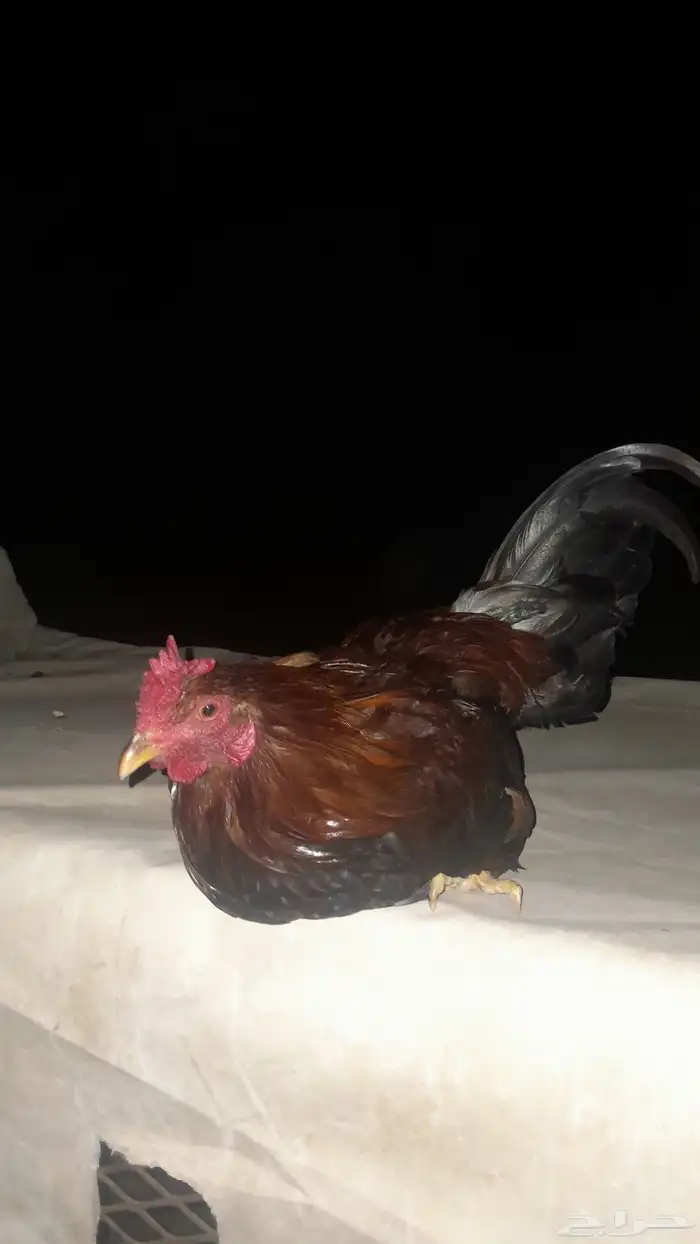 دجاج بلدي و بكستاني 2