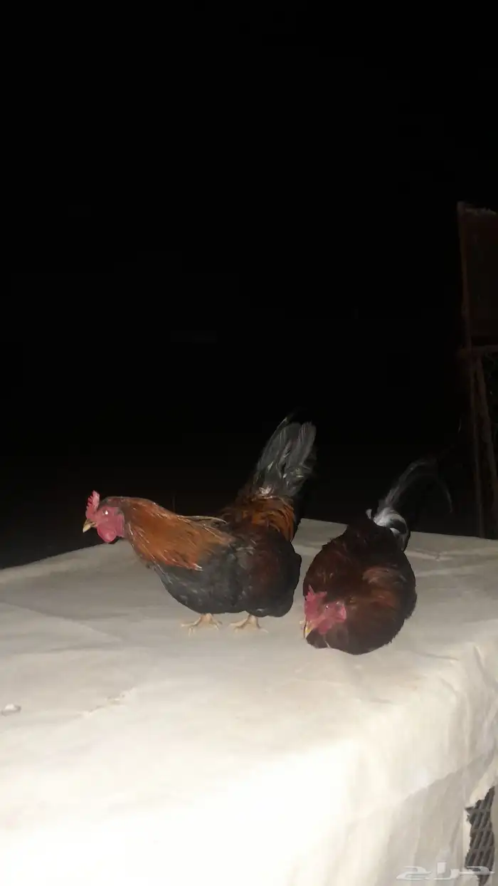 دجاج بلدي و بكستاني 0