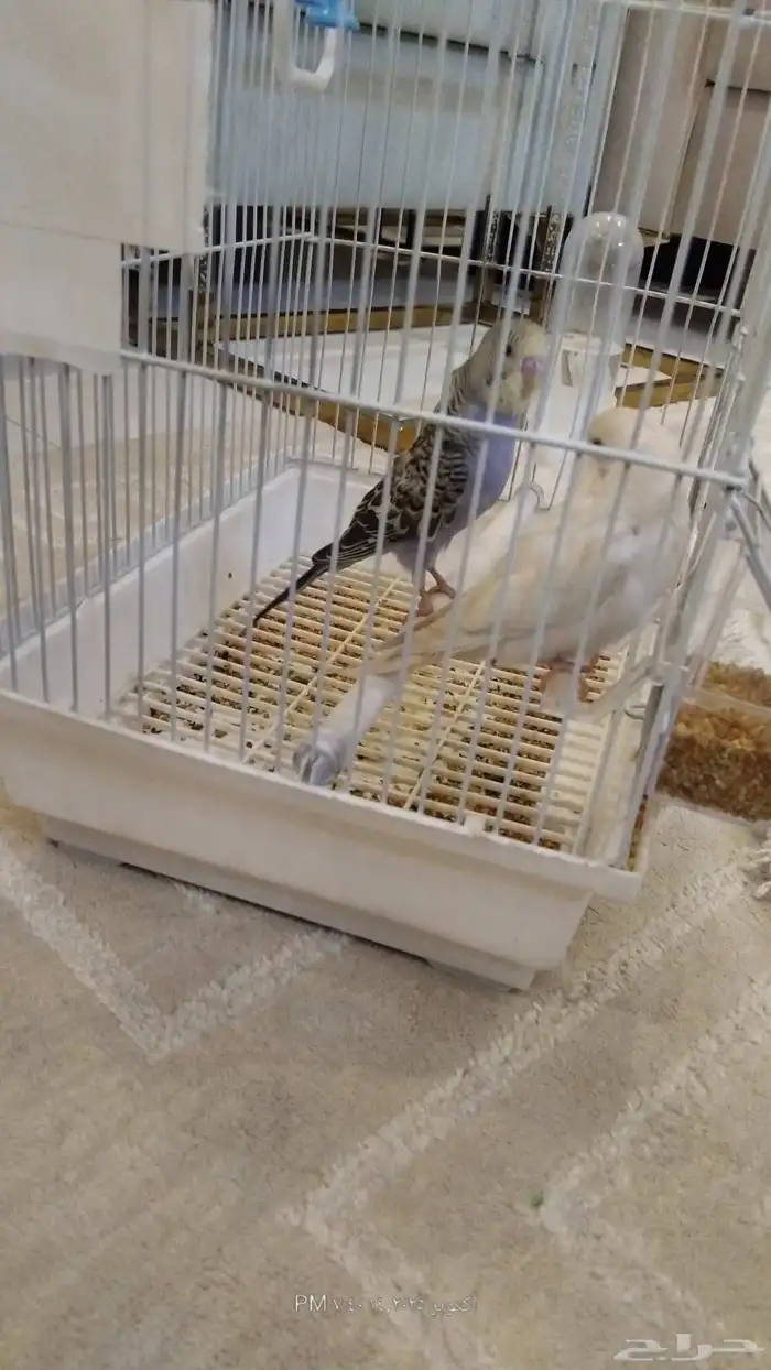 طيور البادجي ذكر أليف الوان جميلا التواصل وتساب 1