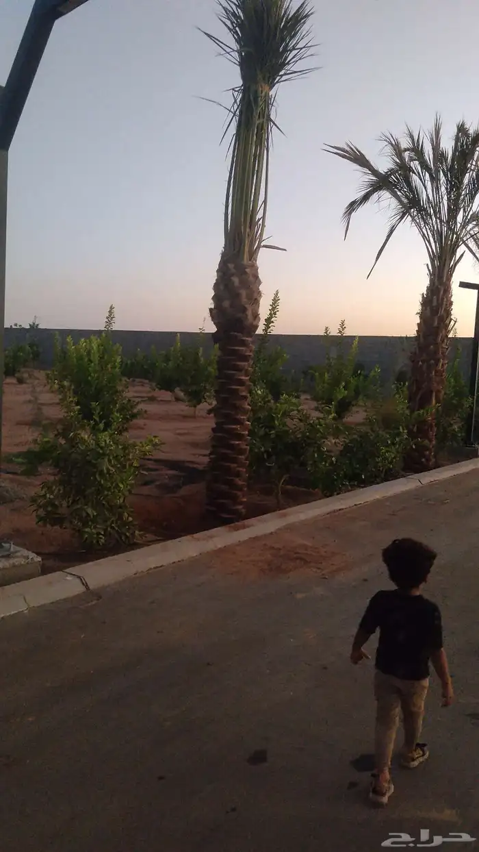 يوجد لديناء اشجار مثمر 0