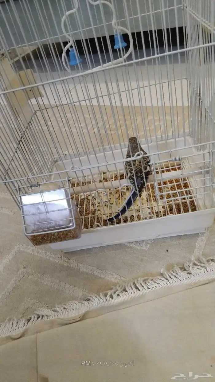 طيور البادجي ذكر أليف الوان جميلا التواصل وتساب 0