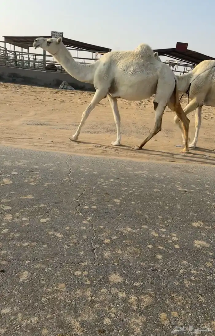 وضحا القحه 0