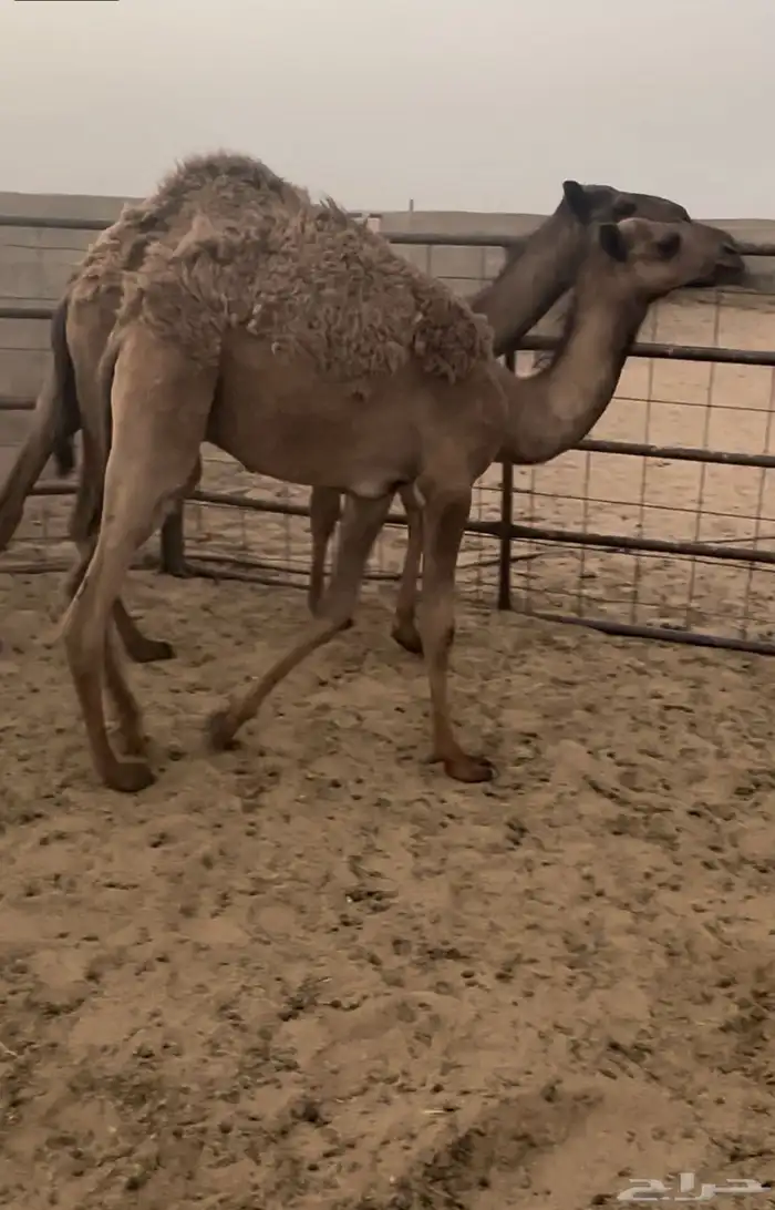 قعدان طيبه 1