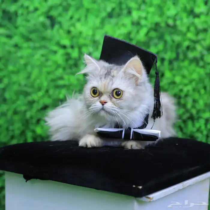 قطة للتزاوج 0