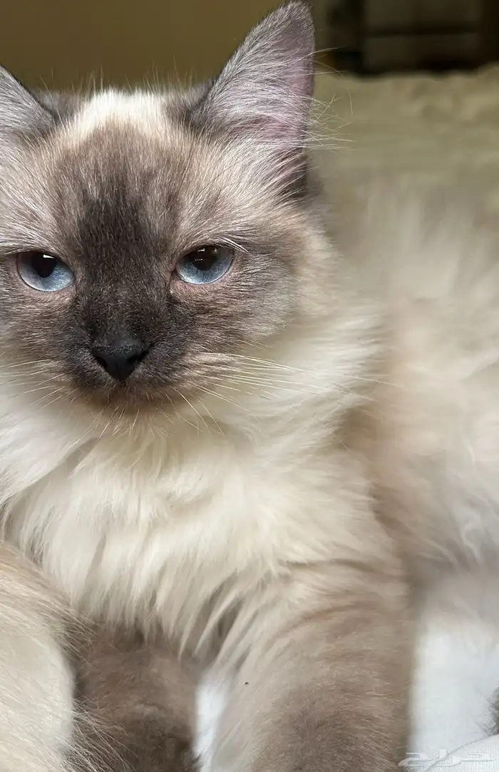 قطة للتبني 1