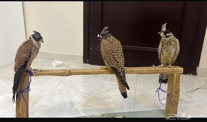 شبوط حميميج بكه 0