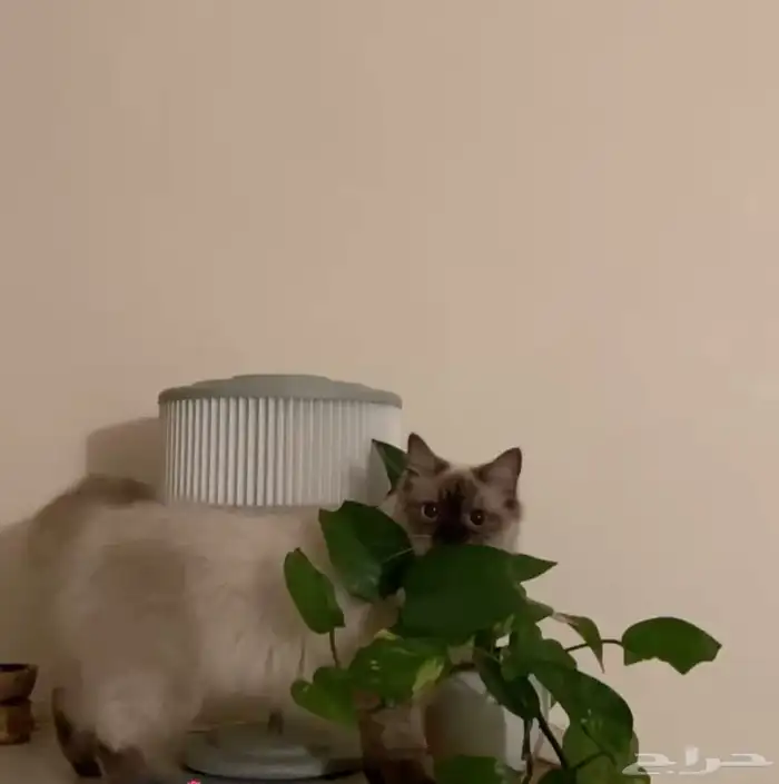 قطة للتبني 2