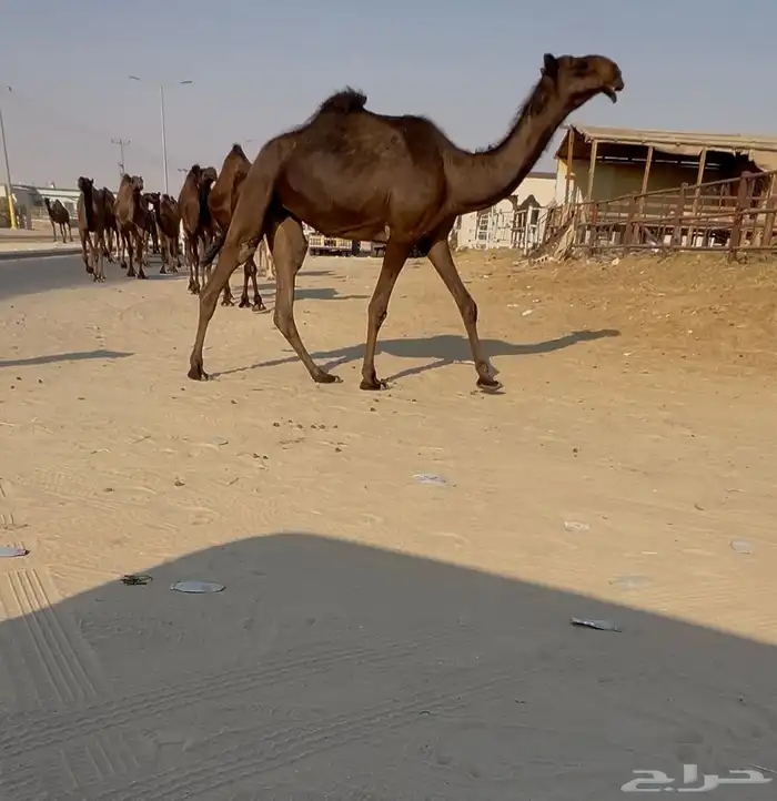 حقه تلقي على جميع الشروط 1