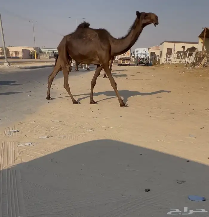 حقه تلقي على جميع الشروط 0